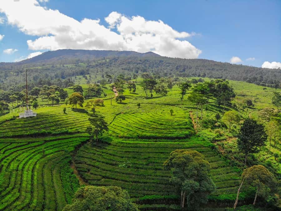 Jakarta: Bandung Volcano Day Tour - Bandung Tea Plantation: Picking, Processing, and a Break with Fresh Tea
