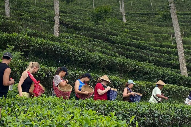 Private Half-Day Tea Village Discovery with lunch in Yogyakarta - Why This Tea Village Tour Feels More Personal Than Typical Excursions