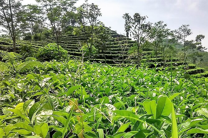 Private Half-Day Tea Village Discovery with lunch in Yogyakarta - First Stop: Meeting at Joglo Menoreh and Riding Toward Kulon Progo