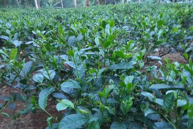 Private Half-Day Tea Village Discovery with lunch in Yogyakarta - English Support and Guide Style: Why It Changes the Experience