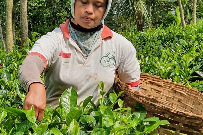 Private Half-Day Tea Village Discovery with lunch in Yogyakarta - Tea Leaf Harvesting in the Menoreh Hills