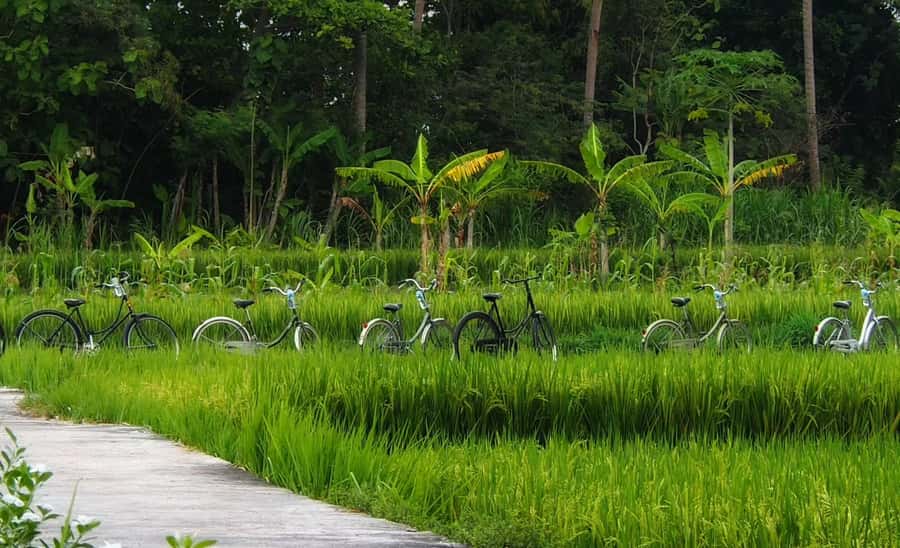 Yogyakarta: Countryside Village Cycling Tour With Guide - Emping Melinjo crackers and furnace-style cooking
