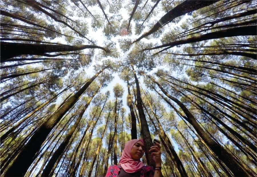 Yogyakarta: Jurang Tembelan, Pine Forest, and Timang Beach - Timang Beach: cliffs, waves, and the hand-drawn gondola decision