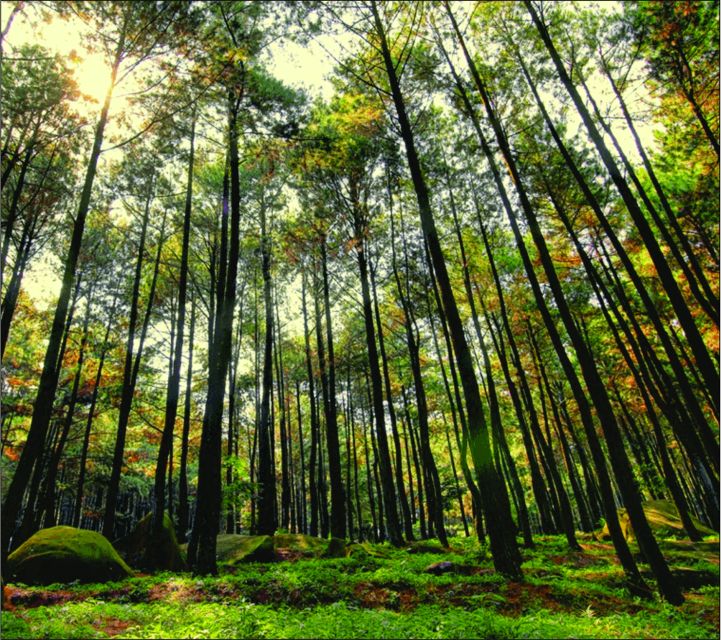 Yogyakarta: Jurang Tembelan, Pine Forest, and Timang Beach - Guides make the difference: photo focus and timing help