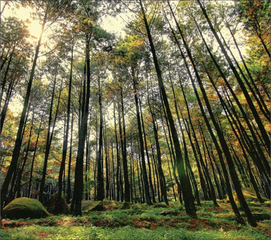 Yogyakarta: Jurang Tembelan, Pine Forest, and Timang Beach - FAQ