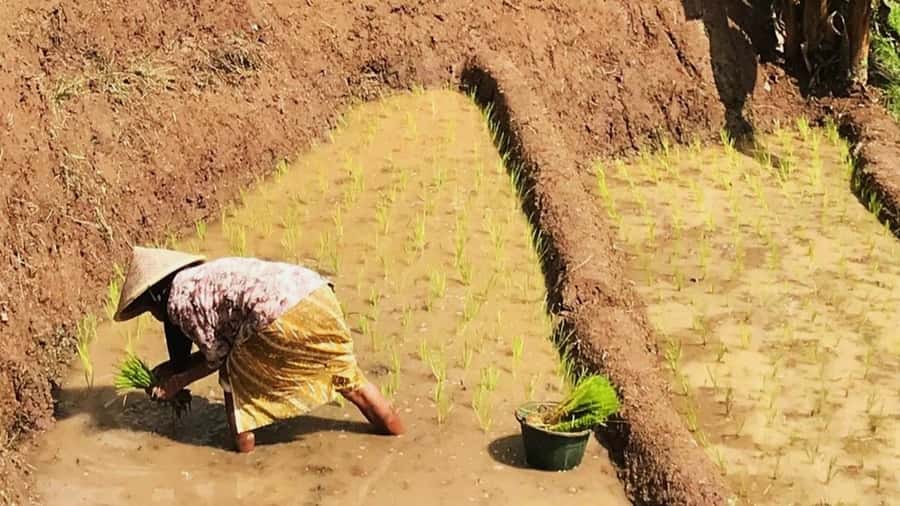 Yogyakarta: Selogriyo Temple and Rice Terrace Soft Trekking - Selogriyo Temple is the reason this day trip feels different