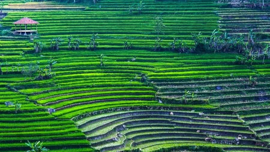 Yogyakarta: Selogriyo Temple and Rice Terrace Soft Trekking - The mountain slope views you’ll remember later