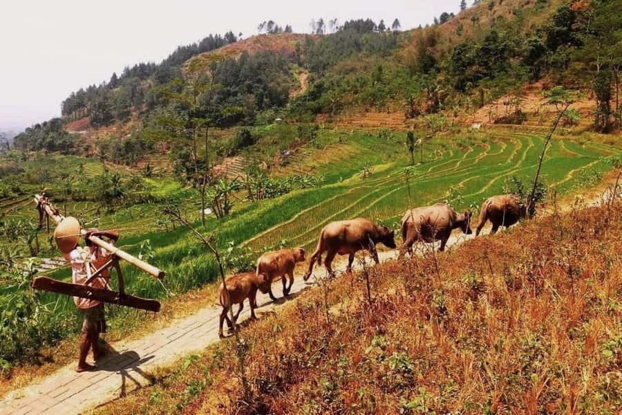 Yogyakarta: Selogriyo Temple and Rice Terrace Soft Trekking - A closer look at the climb: 163 steps to reach the temple