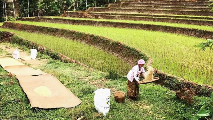 Yogyakarta: Selogriyo Temple and Rice Terrace Soft Trekking - The coffee break and how it fits the rhythm