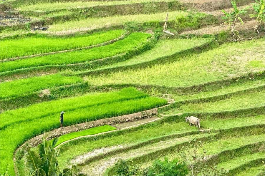 Yogyakarta: Selogriyo Temple, Rice Terraces & Waterfall Tour - Getting Out of Yogyakarta: Pickup, Drive, and Small-Group Comfort