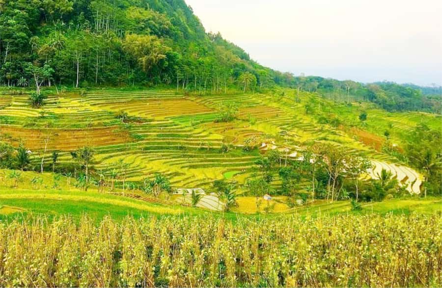 Yogyakarta: Selogriyo Temple Tour & Java Rice Terrace Trek - Selogriyo Temple on Java: why this feels different from the big-city tours