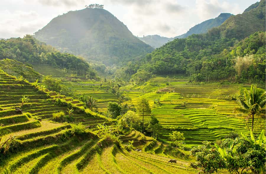 Yogyakarta: Selogriyo Temple Tour & Java Rice Terrace Trek - Getting there from Yogyakarta or Borobudur: the drive time that matters
