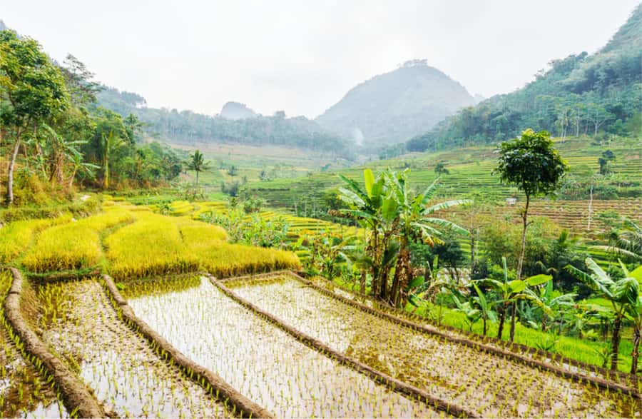 Yogyakarta: Selogriyo Temple Tour & Java Rice Terrace Trek - Selogriyo Temple itself: a small Hindu site with gardens and volcanic views